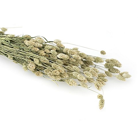 Echtes Phalaris, natur Echtes Phalaris, natur