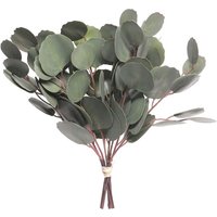 Eukalyptus Zweig "Eubia" von Grün