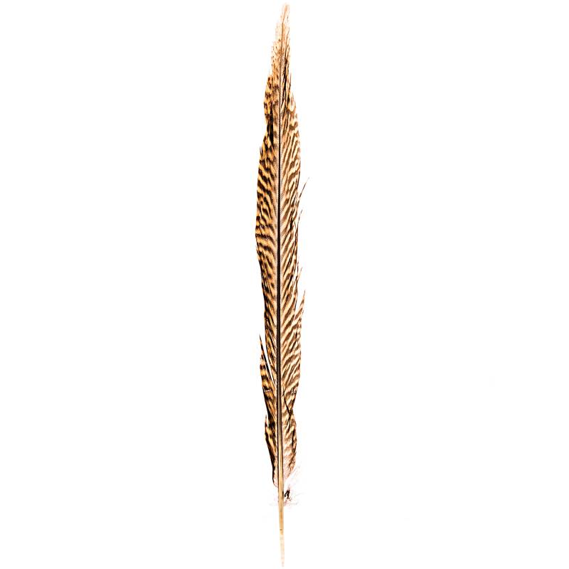 Fasanenfedern natur 30cm von idee. Creativmarkt