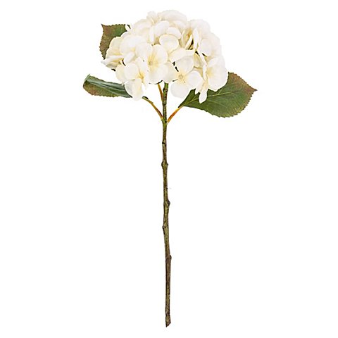 Hortensie, creme, 45 cm Hortensie, creme, 45 cm