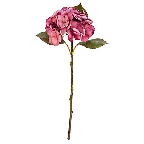 Hortensie, rosé, 45 cm Hortensie, rosé, 45 cm