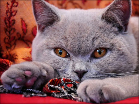 Kurzhaarkatze Kurzhaarkatze