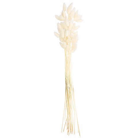 Lagurus-Gras, gebleicht, 50–60 cm, 35–45 Stück