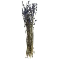 Lavendel natur blau von Blau