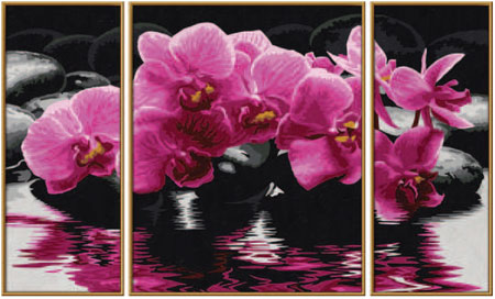 Orchideen Orchideen