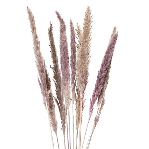 Pampas-Gras, natur, 50–60 cm, 10 Stück Pampas-Gras, natur, 50–60 cm, 10 Stück