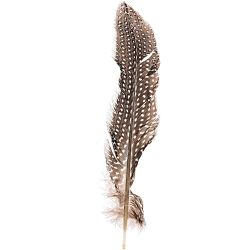 Perlhuhnfedern natur 16-20cm 5g Perlhuhnfedern natur 16-20cm 5g von idee. Creativmarkt