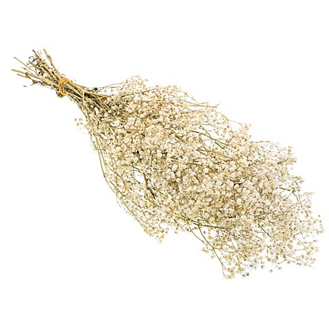 Schleierkraut, natur, 55 cm