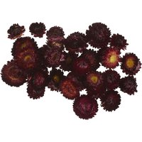 Strohblumenköpfe - Rot Strohblumenköpfe - Rot von Rot