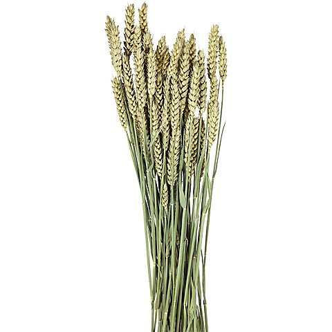 Weizenähren, grün, 100 g Weizenähren, grün, 100 g