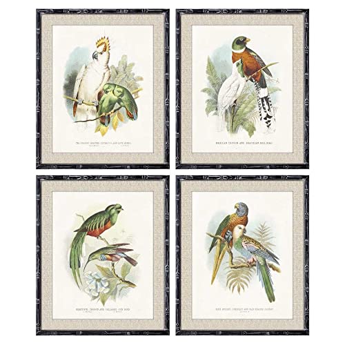 DKD Home Decor Vogelbild (50 x 2 x 60 cm) (4 Stück) (Referenz: S3018219) von DKD Home Decor