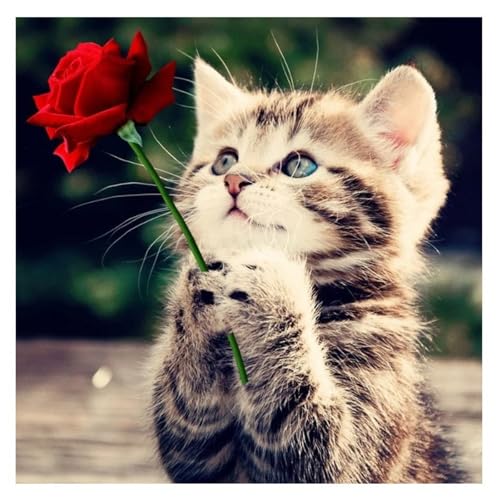 DOUKOYEE Diamond Painting für Erwachsene Kinder DIY 5D Diamant Painting Blume Tiere Katze Landschaft Dinosaurier Malen nach Zahlen Diamant Anfänger Home Wall Decor 30x40cm (M-Rose Katze) von DOUKOYEE