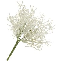 Calocephalus Pick Calocephalus Pick von DPI