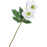 Helleborus Helleborus von DPI
