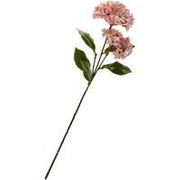 Hortensie mit zwei Blüten - Rose von DPI