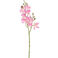 Mini Orchidee Phalaenopsis von DPI