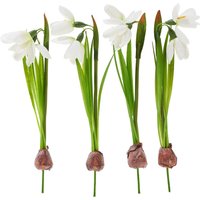 Schneeglöckchen mit Zwiebel von DPI