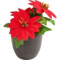 Weihnachtsstern "Gloria" im Topf - Rot Weihnachtsstern "Gloria" im Topf - Rot von DPI
