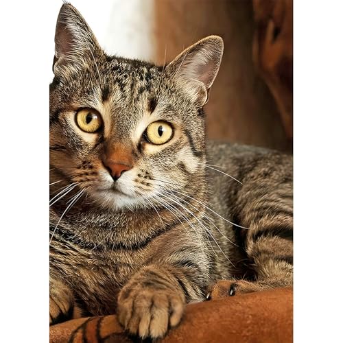 DPIDEA Diamond Painting Katze, 5D DIY Diamond Painting Bilder für Erwachsene Katze, Runde Steine Diamant Painting für Zuhause Dekor 30x40 cm DPIDEA Diamond Painting Katze, 5D DIY Diamond Painting Bilder für Erwachsene Katze, Runde Steine Diamant Painting für Zuhause Dekor 30x40 cm von DPIDEA