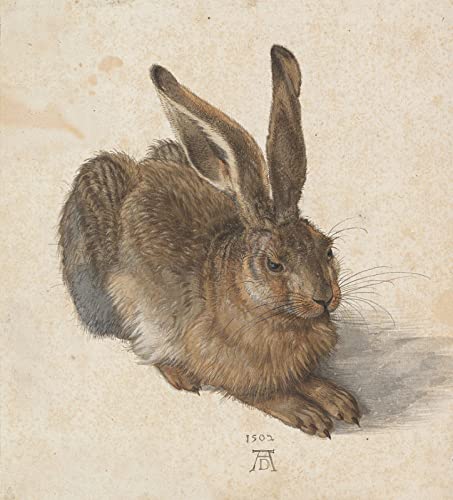 Malen nach Zahlen für Erwachsene Kinder Albrecht Dürer Hase DIY Ölgemälde Digitales Malen nach Zahlen Kits auf Leinwand Dekoration Geschenk von DTAUPREB