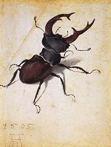 Malen nach Zahlen für Erwachsene Kinder Albrecht Dürer Horned Insekt DIY Ölgemälde Digitales Malen nach Zahlen Kits auf Leinwand Dekoration Geschenk von DTAUPREB