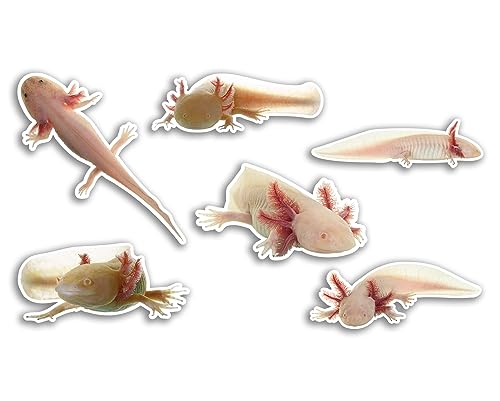 6 x 10 cm Axolotl Vinyl-Aufkleber – Drachenfisch Aquarium Tier Lustiges Muster Natur Haustiere Gesicht Wild Mädchen Jungen Reise Scrapbooking #80797 von DV DESIGN
