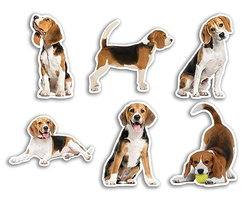 6 x 10 cm Beagle-Vinyl-Aufkleber – Hund Welpe Tier lustiges Muster Natur Haustiere Gesicht wilde Mädchen Jungen Reise Scrapbooking #80804 von DV DESIGN