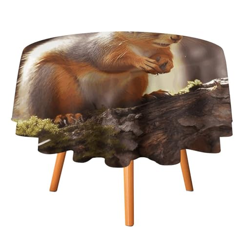 DWTJKMS Lustige Eichhörnchen-Tischdecke, rund, für Picknick, Dinner-Party, Dekoration, Sommer, Herbst, Outdoor, Kreisabdeckung, 178 x 177,8 cm, für Hochzeit, Geburtstag, Terrasse, Party DWTJKMS Lustige Eichhörnchen-Tischdecke, rund, für Picknick, Dinner-Party, Dekoration, Sommer, Herbst, Outdoor, Kreisabdeckung, 178 x 177,8 cm, für Hochzeit, Geburtstag, Terrasse, Party von DWTJKMS