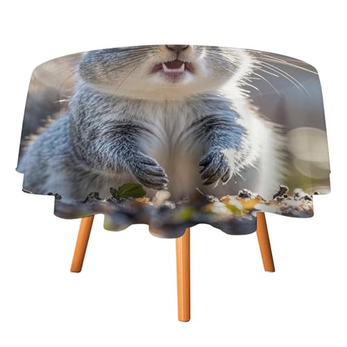 DWTJKMS Lustige niedliche Eichhörnchen-Tischdecke, rund, für Picknick, Dinner-Party, Dekoration, Sommer, Herbst, Outdoor, Kreisabdeckung, 91,4 x 91,4 cm, für Hochzeit, Geburtstag, Terrasse, Party DWTJKMS Lustige niedliche Eichhörnchen-Tischdecke, rund, für Picknick, Dinner-Party, Dekoration, Sommer, Herbst, Outdoor, Kreisabdeckung, 91,4 x 91,4 cm, für Hochzeit, Geburtstag, Terrasse, Party von DWTJKMS