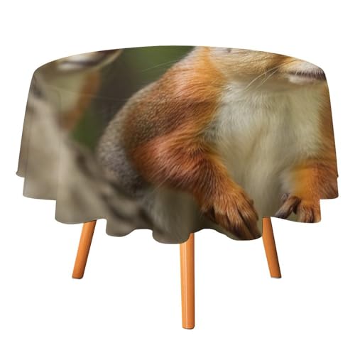 DWTJKMS Runde Eichhörnchen-Tischdecke, Picknick-, Dinner-Party-Dekoration, Tischdecken, Sommer, Herbst, Outdoor, Kreisabdeckung, 152,4 x 152,4 cm, für Hochzeit, Geburtstag, Terrasse, Party DWTJKMS Runde Eichhörnchen-Tischdecke, Picknick-, Dinner-Party-Dekoration, Tischdecken, Sommer, Herbst, Outdoor, Kreisabdeckung, 152,4 x 152,4 cm, für Hochzeit, Geburtstag, Terrasse, Party von DWTJKMS