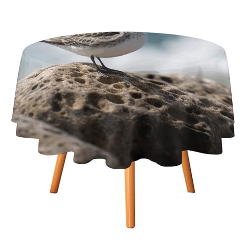 DWTJKMS Runde Tischdecke, Motiv: Vogel sitzend auf dem Felsen, Picknick, Dinner-Party, Dekoration, Tischdecken, Sommer, Herbst, Outdoor, Kreisabdeckung, 177,8 x 177,8 cm, für Hochzeit, Geburtstag DWTJKMS Runde Tischdecke, Motiv: Vogel sitzend auf dem Felsen, Picknick, Dinner-Party, Dekoration, Tischdecken, Sommer, Herbst, Outdoor, Kreisabdeckung, 177,8 x 177,8 cm, für Hochzeit, Geburtstag von DWTJKMS
