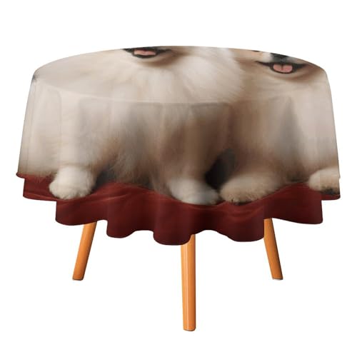 DWTJKMS Runde Tischdecke mit kurzhaarigem Zwergspitz, Picknick, Dinner-Party, Dekoration, Tischdecken, Sommer, Herbst, Outdoor, Kreisabdeckung, 127 x 127 cm, für Hochzeit, Geburtstag, Terrasse, Party DWTJKMS Runde Tischdecke mit kurzhaarigem Zwergspitz, Picknick, Dinner-Party, Dekoration, Tischdecken, Sommer, Herbst, Outdoor, Kreisabdeckung, 127 x 127 cm, für Hochzeit, Geburtstag, Terrasse, Party von DWTJKMS