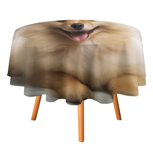 DWTJKMS Runde Tischdecke mit niedlichem Zwergspitz, für Picknick, Dinner-Party, Dekoration, Sommer, Herbst, Outdoor, Kreisabdeckung, 91,4 x 91,4 cm, für Hochzeit, Geburtstag, Terrasse, Party DWTJKMS Runde Tischdecke mit niedlichem Zwergspitz, für Picknick, Dinner-Party, Dekoration, Sommer, Herbst, Outdoor, Kreisabdeckung, 91,4 x 91,4 cm, für Hochzeit, Geburtstag, Terrasse, Party von DWTJKMS