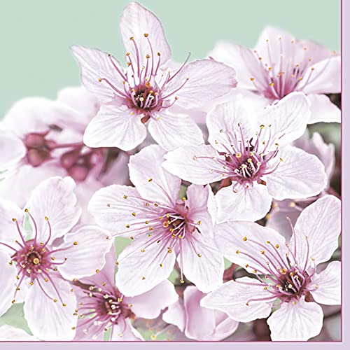 DAISY 3-lagige Frühlingsblumen-Seidenpapier-Servietten für Serviettentechnik, Mittagessen, 33 cm x 33 cm, 20 Stück (Kirschblüte) von Daisy