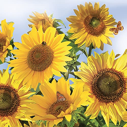 DAISY 3-lagige Seidenpapier-Servietten für Serviettentechnik, 33 x 33 cm, 20 Stück (Sonnenblumen im Himmel) von Daisy