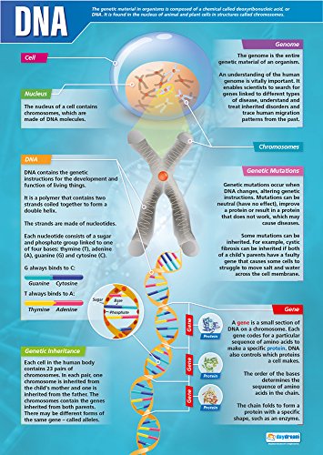 Daydream Education DNA-Poster, Hochglanzpapier, 850 mm x 594 mm (A1), Wissenschaftstabellen für das Klassenzimmer, Bildungstabellen von Daydream Education