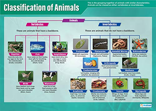 Daydream Education Klassifizierung der Tiere, Wissenschaftsposter, laminiertes Glanzpapier, Maße 850 mm x 594 mm (A1), Wissenschaftsdiagramme für das Klassenzimmer, Lernposter (evtl. nicht in deutscher Sprache) von Daydream Education