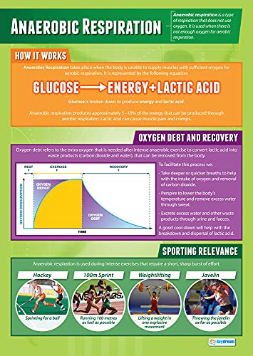 Daydream Education | Anaerobic Aspiration (Anaerobe Atmung) | Poster für den Sportunterricht | Hochglanzpapier | 850 x 594 mm (A1) von Daydream Education