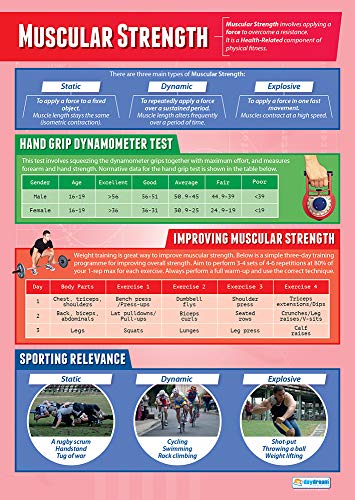 Daydream Education Lernposter „Muscular Strength“ (Muskelkraft) für den Sportunterricht und das Klassenzimmer, laminiertes Hochglanzpapier, 850 x 594 mm (A1), in englischer Sprache von daydream