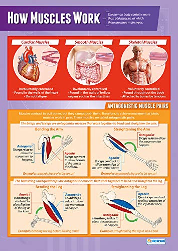 Daydream Education How Muscles Work (Die Muskeln) | Poster für den Sportunterricht | laminiertes Glanzpapier mit den Maßen 850 mm x 594 mm (A1) von Daydream Education