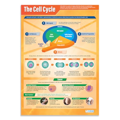 The Cell Cycle | Science Poster | laminiertes Glanzpapier mit den Maßen 850 mm x 594 mm (A1) | Science Charts für das Klassenzimmer | Bildung von Daydream Education von daydream