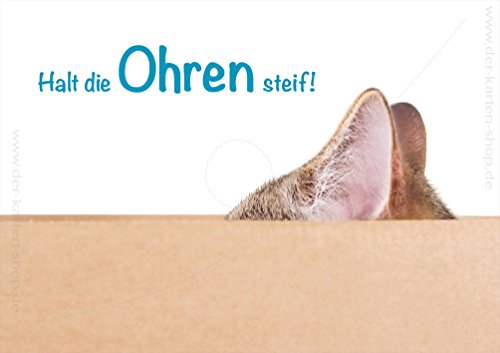 3 Stück Doppelkarte Tierpostkarte Grußkarte Karte Katze im Karton "Halt die Ohren steif!" von Der-Karten-Shop.de