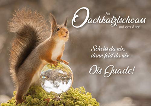 3 Stück Witzige Doppelkarte mit Kuvert, Geburtstagskarte, Eichhörnchen, bayrisch:"An Oachkatzlschoass auf das Alter! Scheiss' da nix, dann feid da nix! Ois Guade!" von Der-Karten-Shop.de
