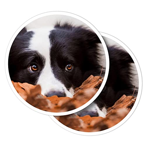 Vinyl-Aufkleber, rund, 10 cm, Border Collie, Herbstblätter, Hundewelpen, für Laptops, Tablets, Gepäck, Scrapbooking, Kühlschränke #50353 Vinyl-Aufkleber, rund, 10 cm, Border Collie, Herbstblätter, Hundewelpen, für Laptops, Tablets, Gepäck, Scrapbooking, Kühlschränke #50353 von Destination Vinyl Ltd