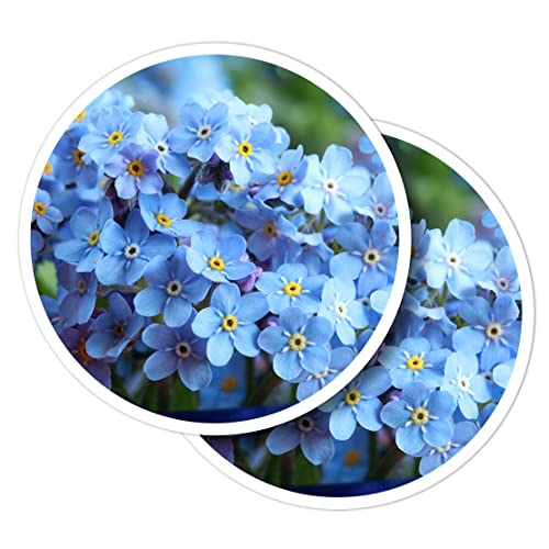 Vinyl-Aufkleber, rund, 10 cm, Vergissmeinnicht, Blumen, Violett, Blau für Laptops, Tablets, Gepäck, Scrapbooking, Kühlschränke #50925 Vinyl-Aufkleber, rund, 10 cm, Vergissmeinnicht, Blumen, Violett, Blau für Laptops, Tablets, Gepäck, Scrapbooking, Kühlschränke #50925 von Destination Vinyl Ltd