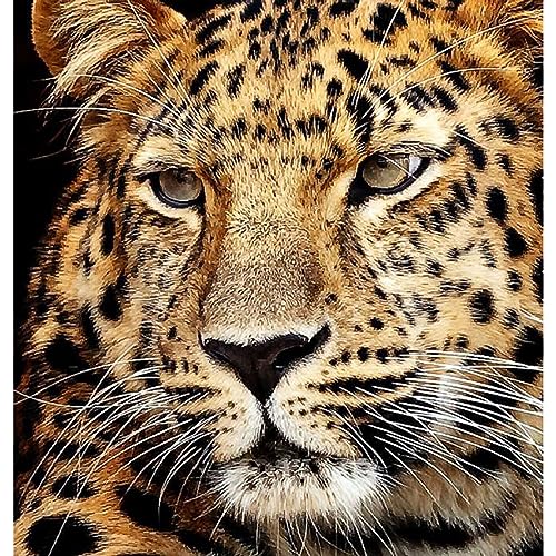 Diamond Painting Jaguar Kopf 40x30cm 6030-40071 Diamond Painting Jaguar Kopf 40x30cm 6030-40071 von Diamond Art