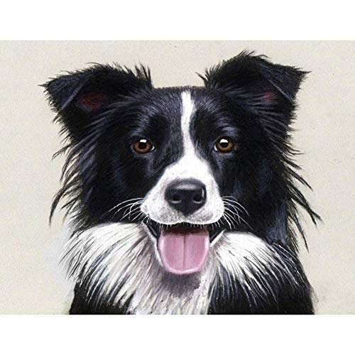 Domybest Border Collie 5D DIY Full Drill Diamond Painting Tiere, Handwerk, Diamantmalerei, Komplettset, Kreuzstich, Basteln, Diamantmalerei, Mosaik, Dekoration, Geschenk, 30 x 40 cm Domybest Border Collie 5D DIY Full Drill Diamond Painting Tiere, Handwerk, Diamantmalerei, Komplettset, Kreuzstich, Basteln, Diamantmalerei, Mosaik, Dekoration, Geschenk, 30 x 40 cm von UNGROL
