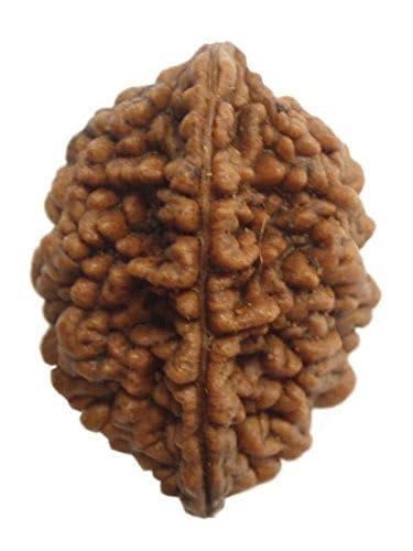 EDMIRIA Original 2 Mukhi Rudraksha-zertifizierte natürliche indische Rudraksha-Perlen für Pooja, Meditation EDMIRIA Original 2 Mukhi Rudraksha-zertifizierte natürliche indische Rudraksha-Perlen für Pooja, Meditation von EDMIRIA