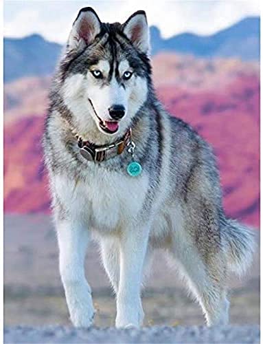 5D DIY Diamond Painting Kits Husky Erwachsener Vollquadratischer Bohrer Kristall Strass Erwachsene Kreuzstich Stickerei Diamant Malerei Mosaik Leinwand Home Wohnzimmer Wanddekoration Handwerk 40x50CM 5D DIY Diamond Painting Kits Husky Erwachsener Vollquadratischer Bohrer Kristall Strass Erwachsene Kreuzstich Stickerei Diamant Malerei Mosaik Leinwand Home Wohnzimmer Wanddekoration Handwerk 40x50CM von EPTIC