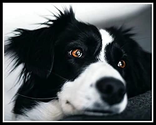 EPTIC 5D Diamond Painting Border Collie Haustier DIY Diamond Painting Set Wohnzimmer Schlafzimmer Büro Wanddekoration 50x50CM EPTIC 5D Diamond Painting Border Collie Haustier DIY Diamond Painting Set Wohnzimmer Schlafzimmer Büro Wanddekoration 50x50CM von EPTIC
